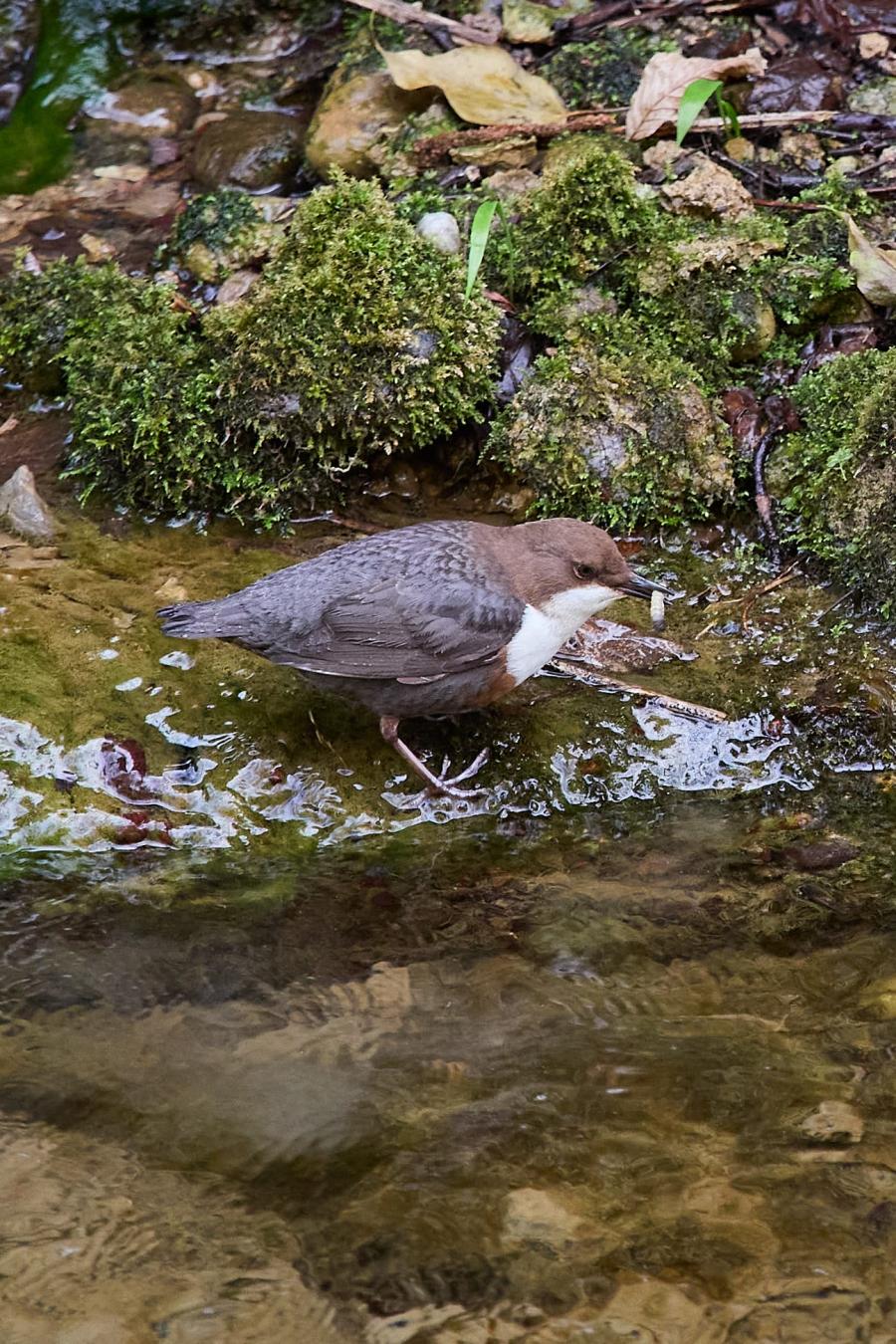 White Throated (Dipper Cinclus Cinclus)