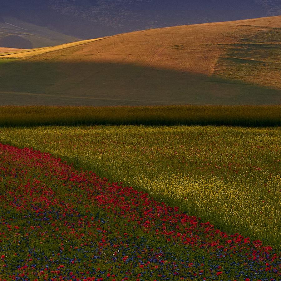 Castelluccio di Norcia. It has many colours.