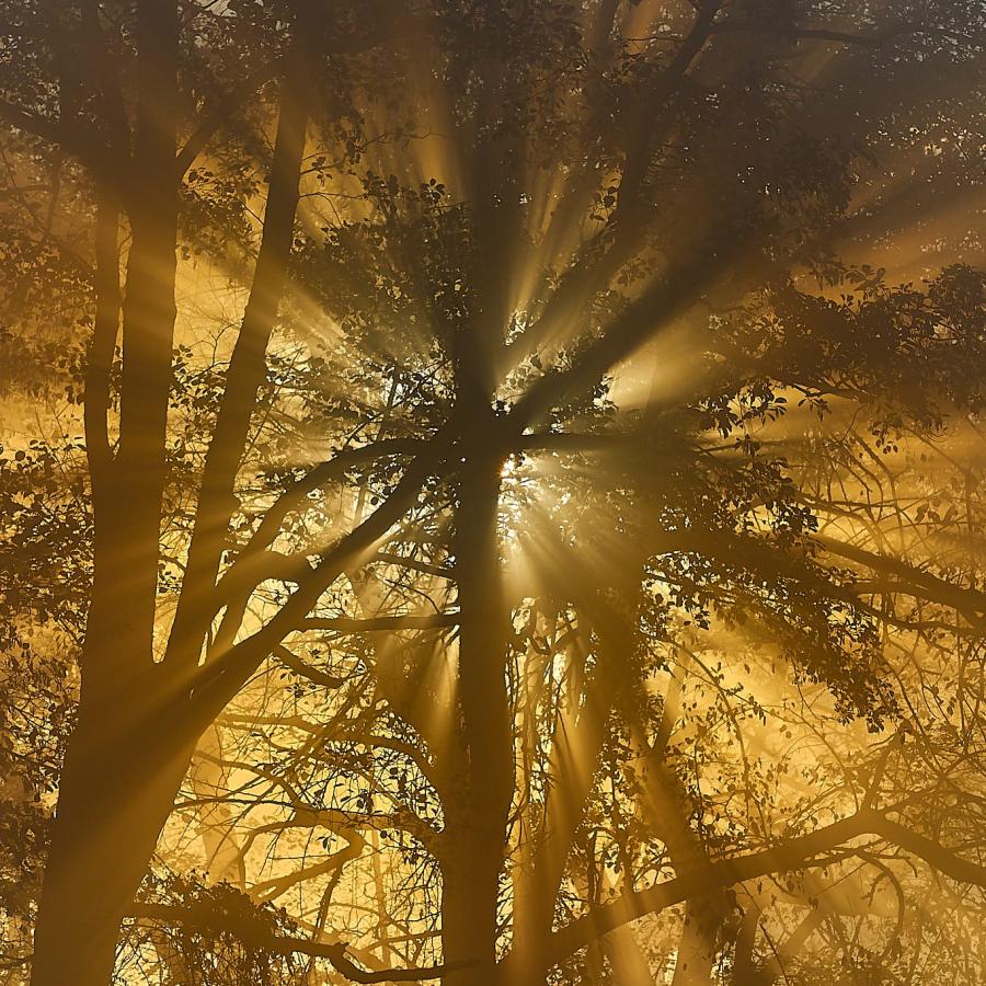The sun filters through the fog, casting shadows and creating a mysterious atmosphere.