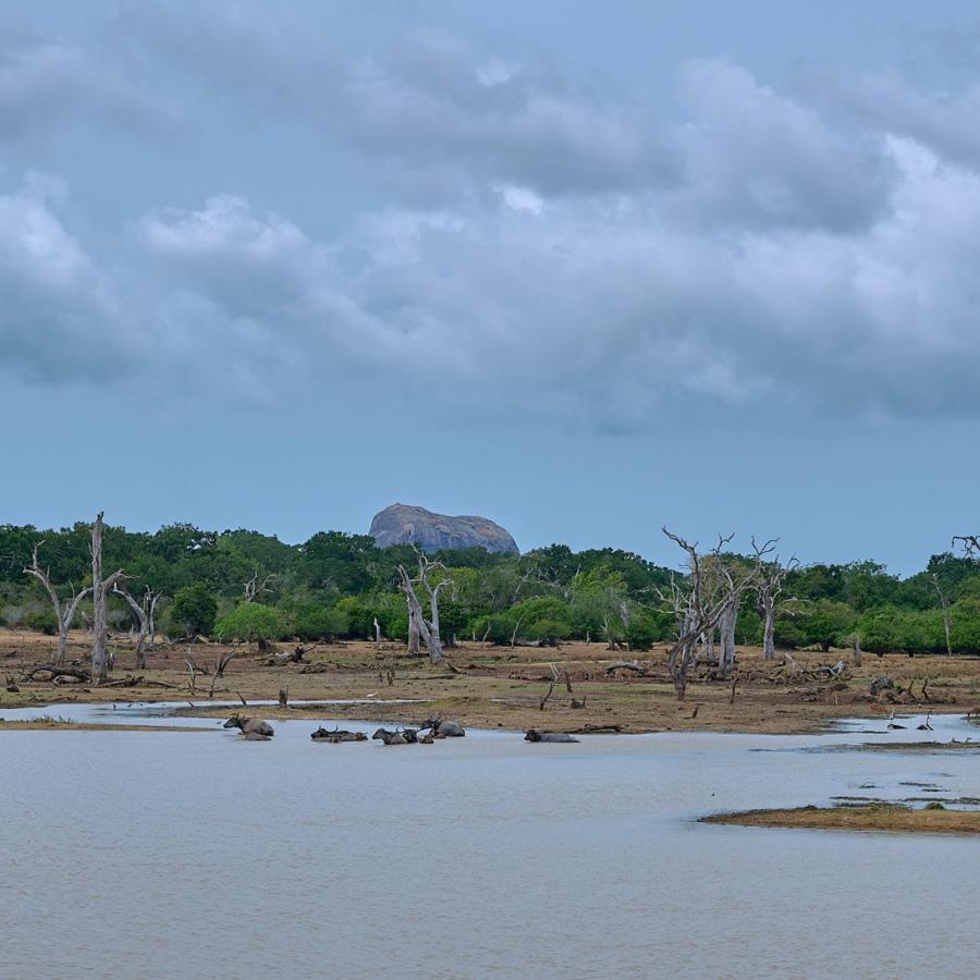 Srilanka Dsc8768