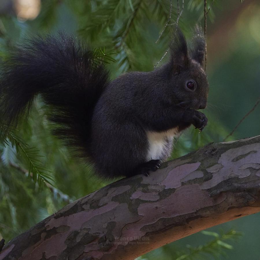 Black squirrel.