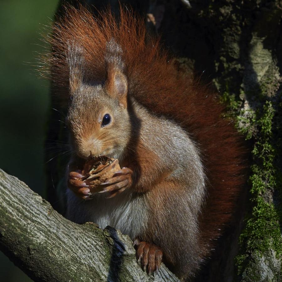 Red squirrel.