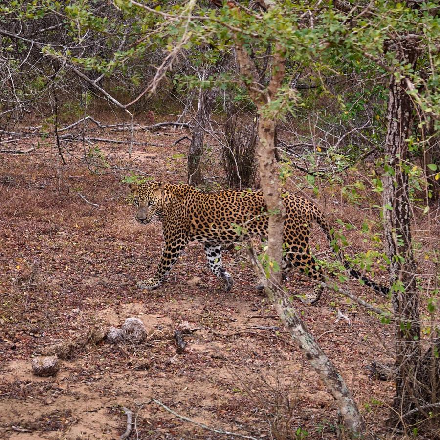 Sri Lankan Leopard
