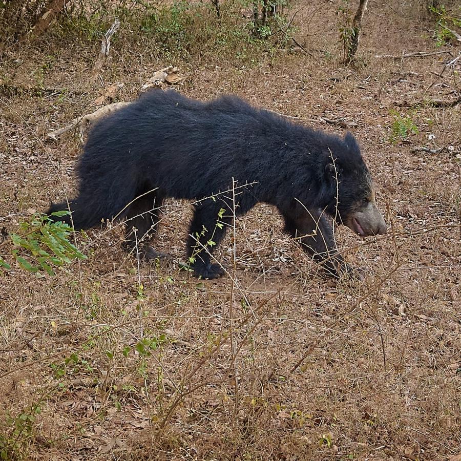Wildlife Dsc8677