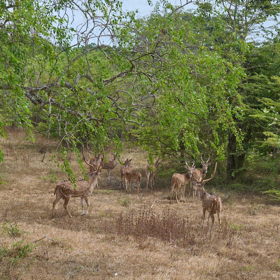 Wildlife Dsc8707