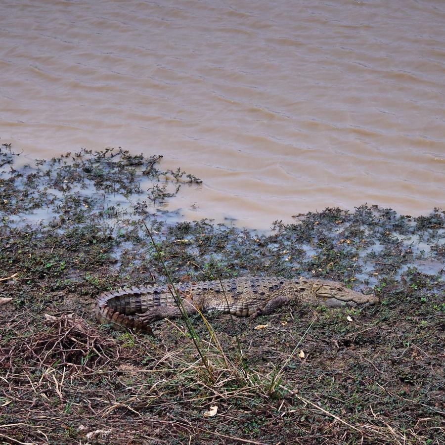 Sri Lankan Mugger Crocodile