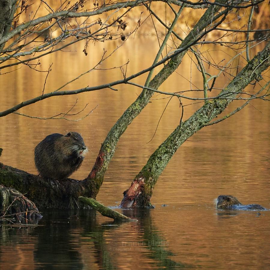 Coypu