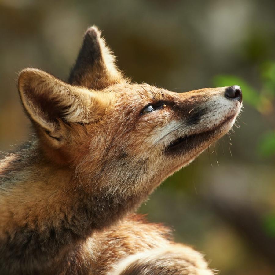 A young fox.