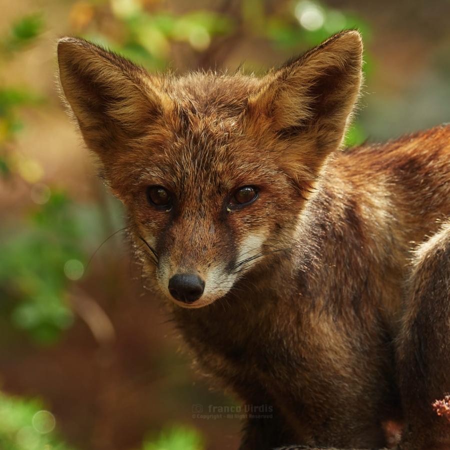 A young fox.