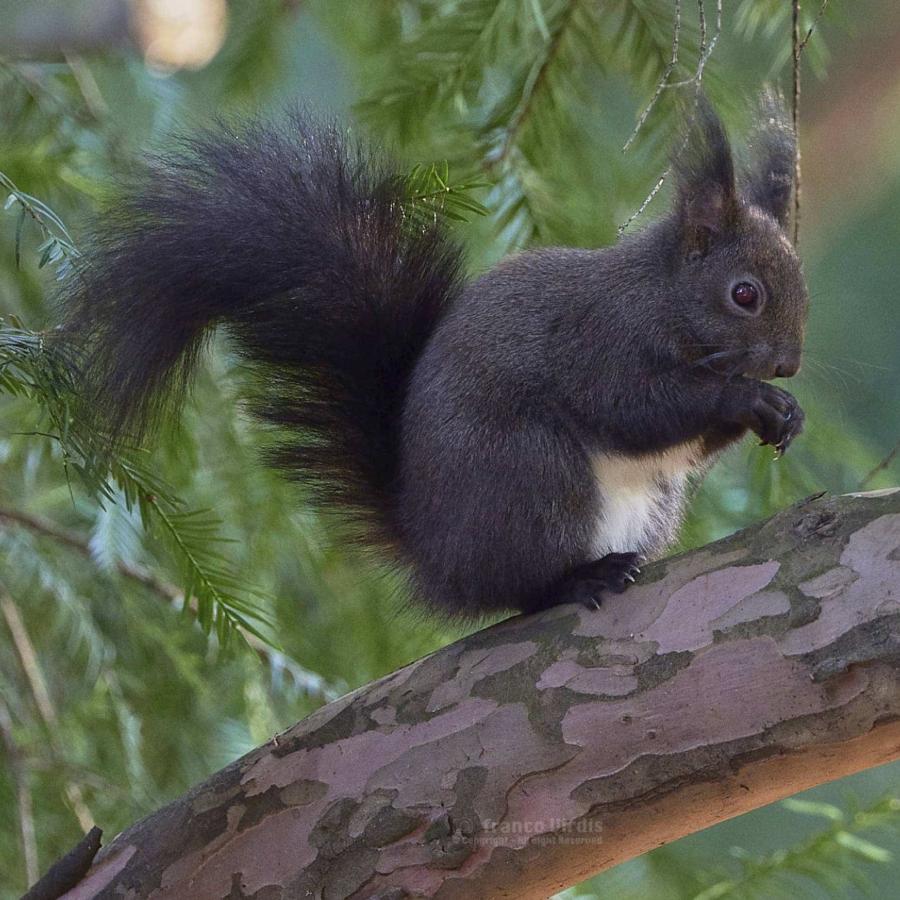 Wildlife