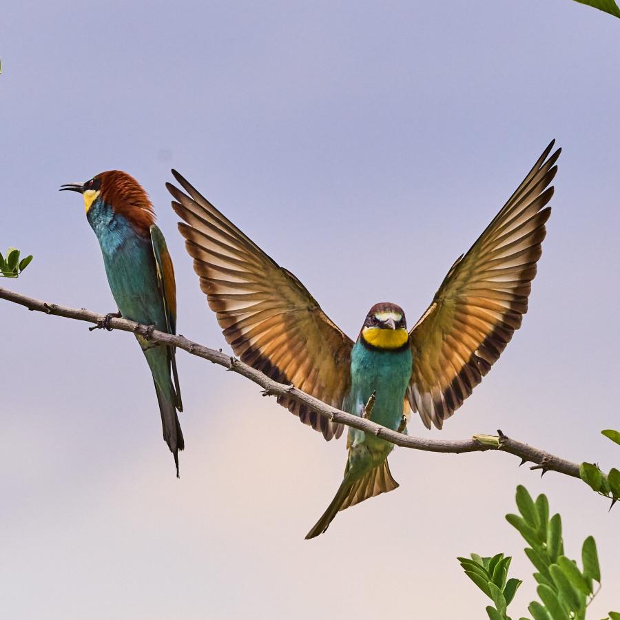 Eater (Merops Apiaster)