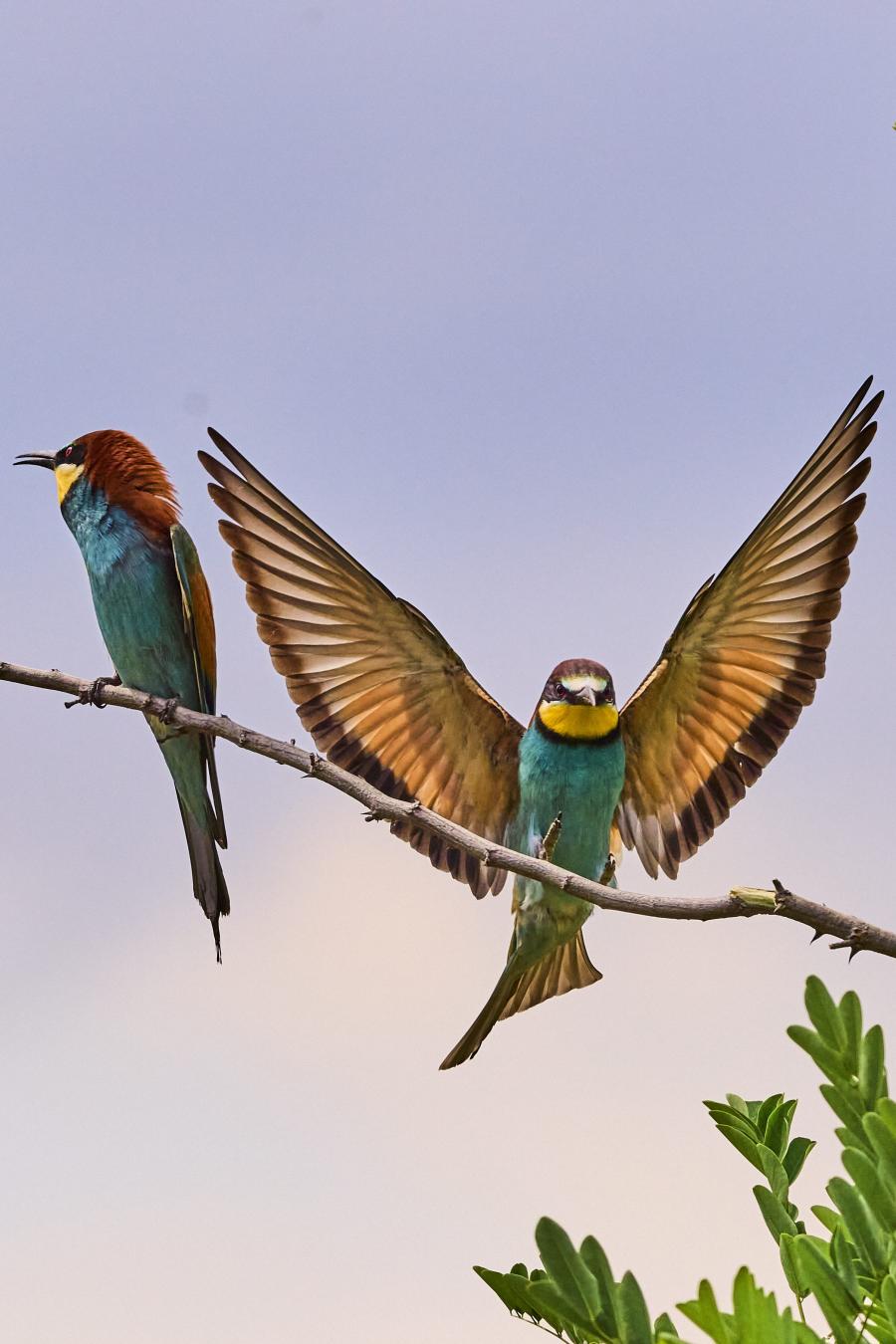 Eater (Merops Apiaster)