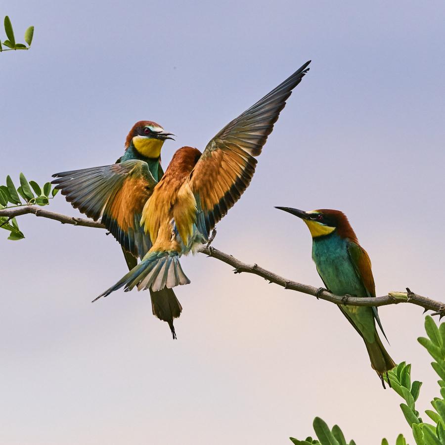Eater (Merops Apiaster)