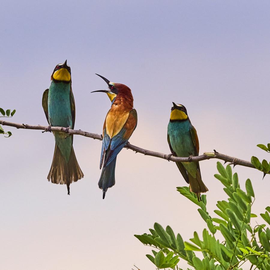 Eater (Merops Apiaster)