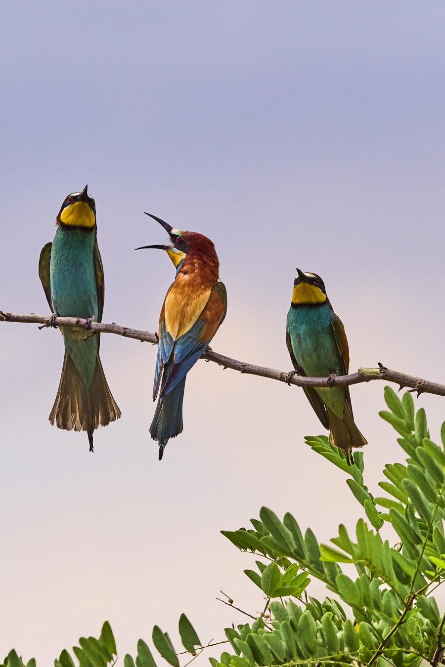 Eater (Merops Apiaster)