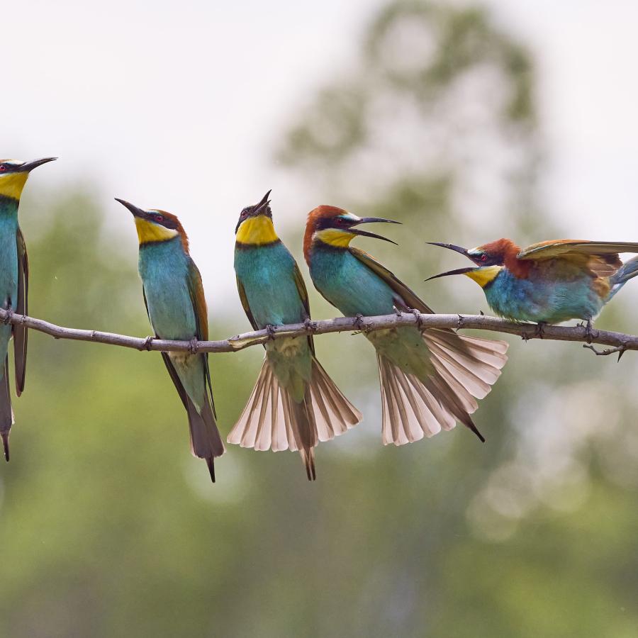 Eater (Merops Apiaster)