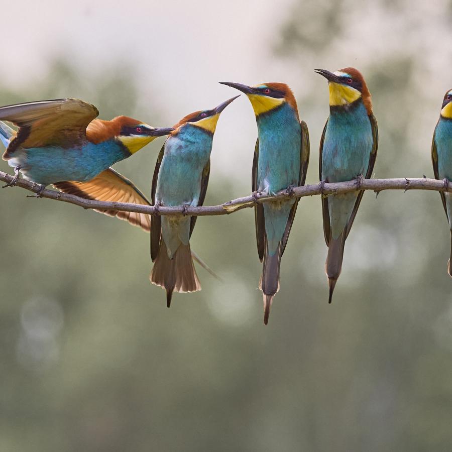 Eater (Merops Apiaster)
