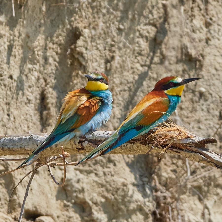 Eater (Merops Apiaster)