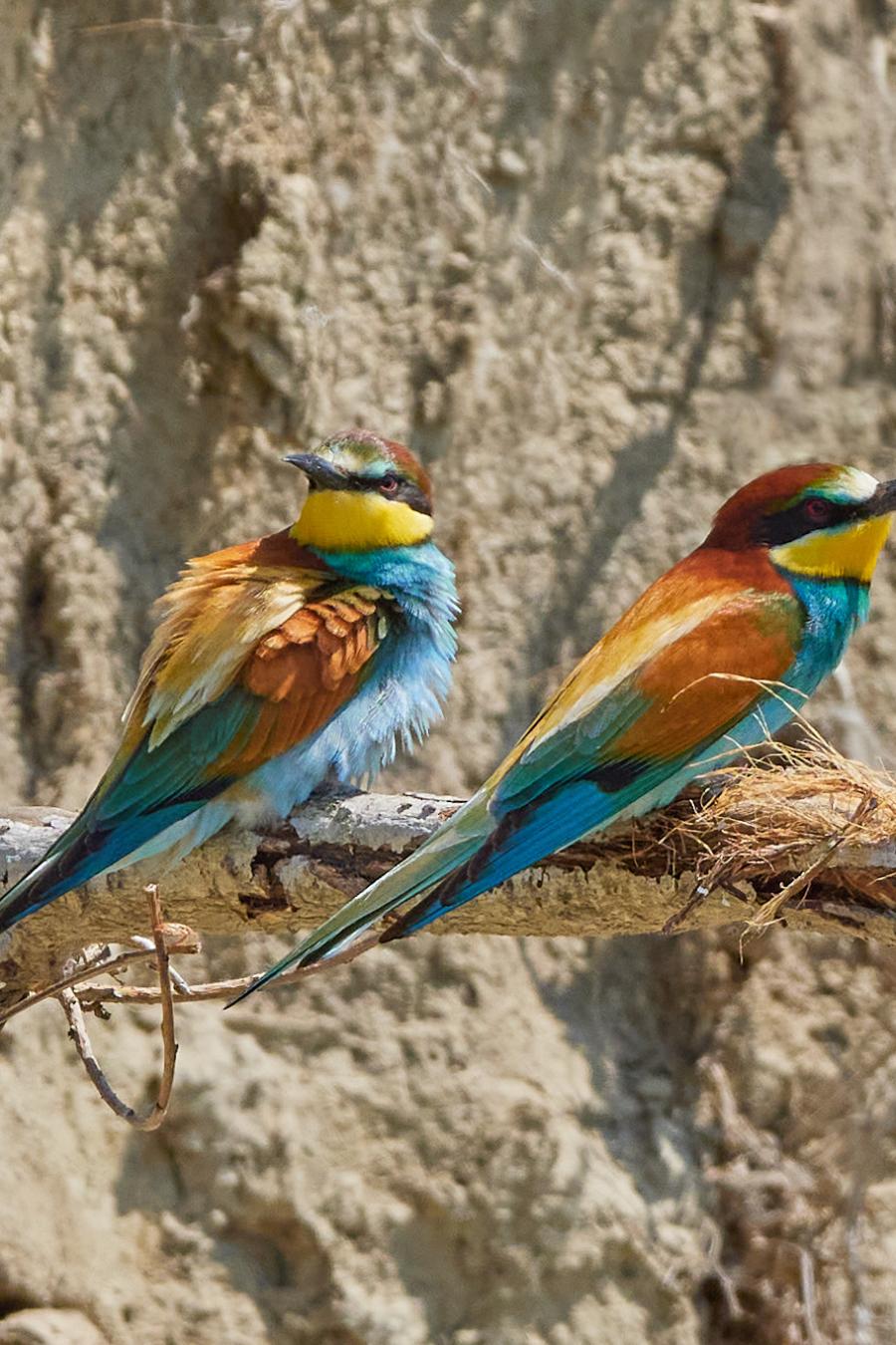 Eater (Merops Apiaster)