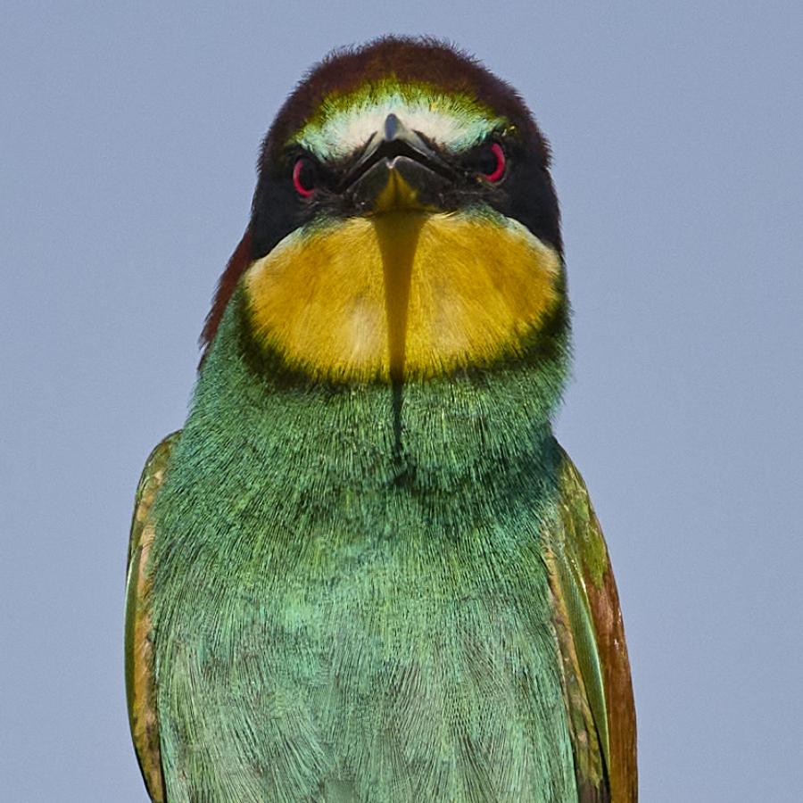 Eater (Merops Apiaster)
