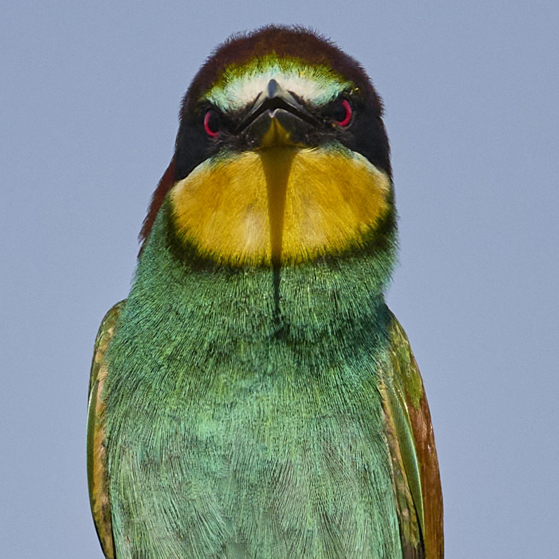 Eater (Merops Apiaster)