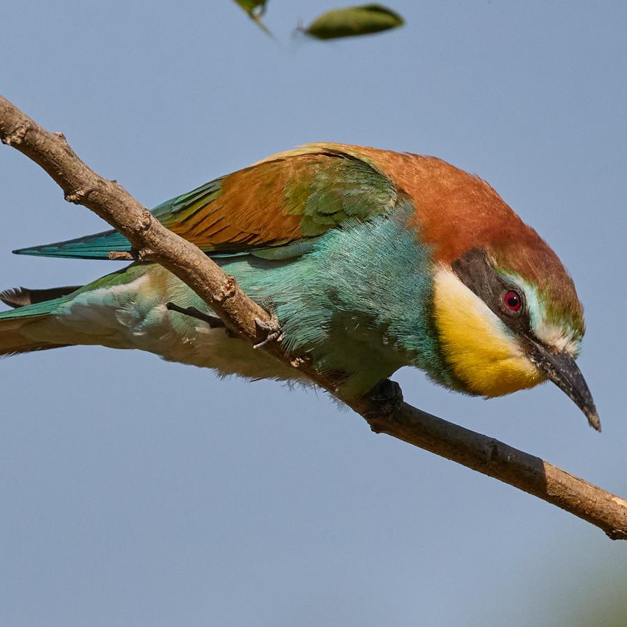  Eater (Merops Apiaster)