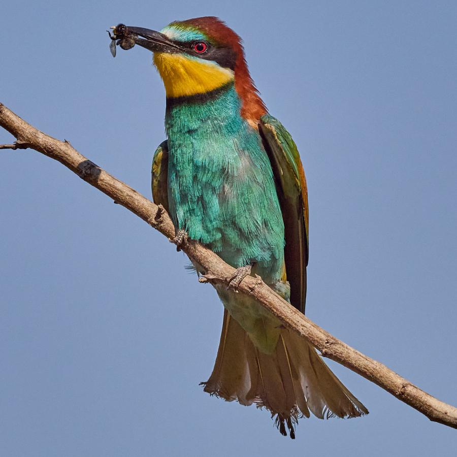 Eater (Merops Apiaster)