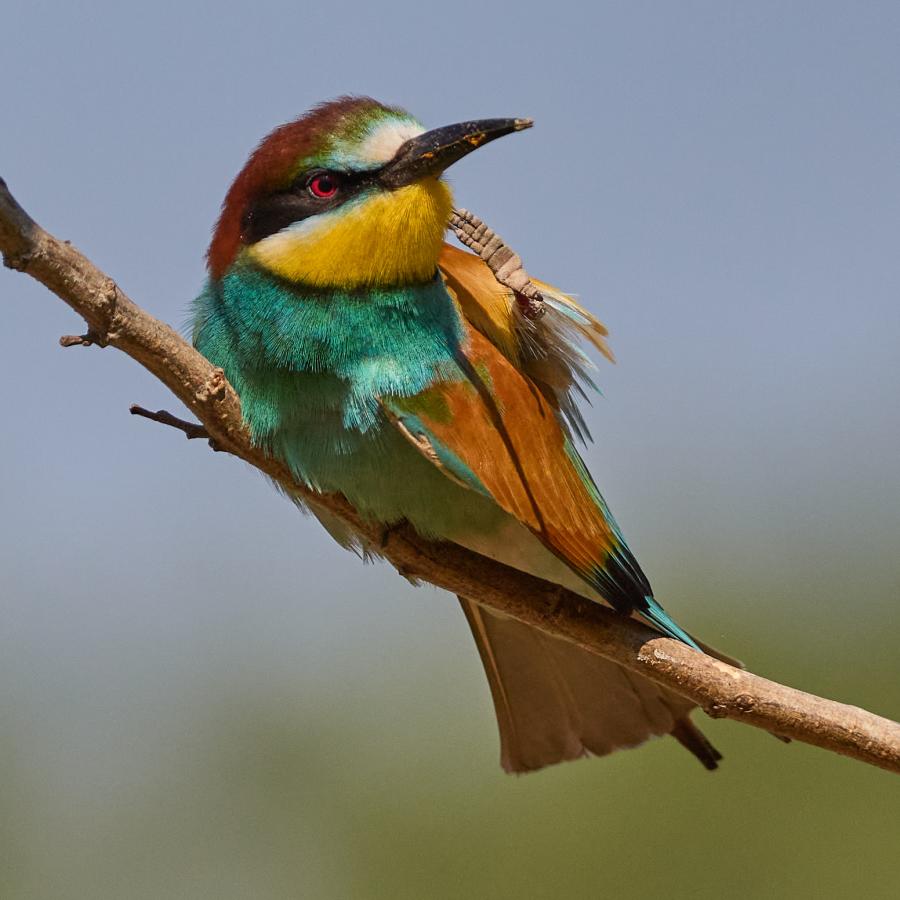 Eater (Merops Apiaster)