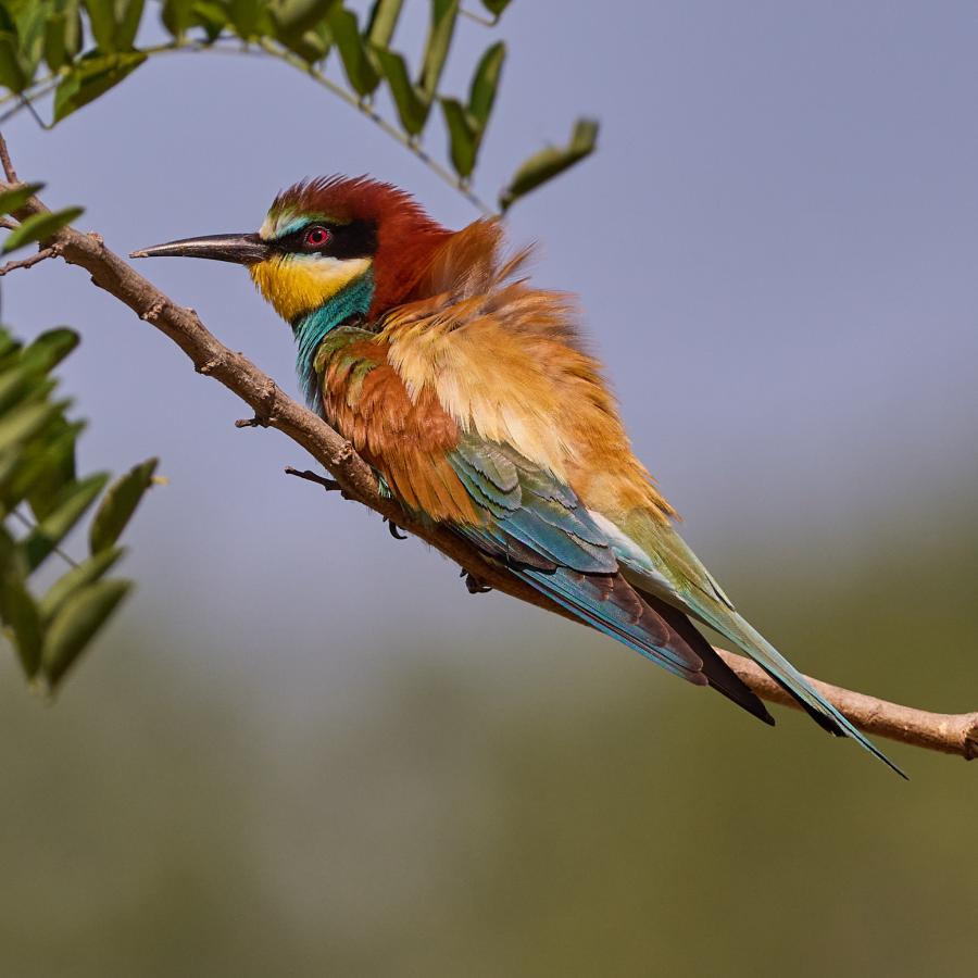Eater (Merops Apiaster)