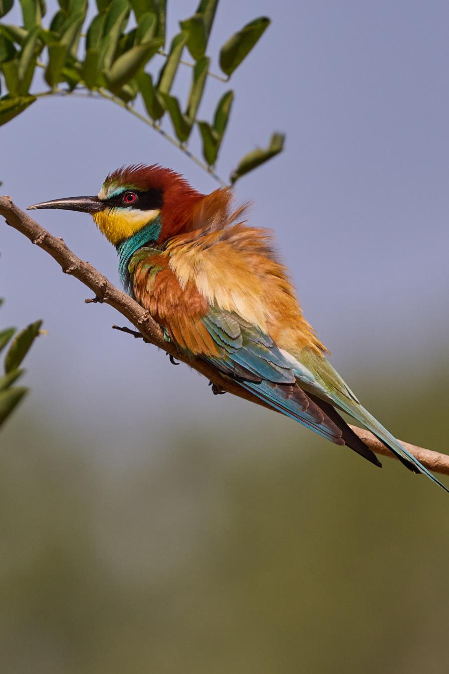 Eater (Merops Apiaster)