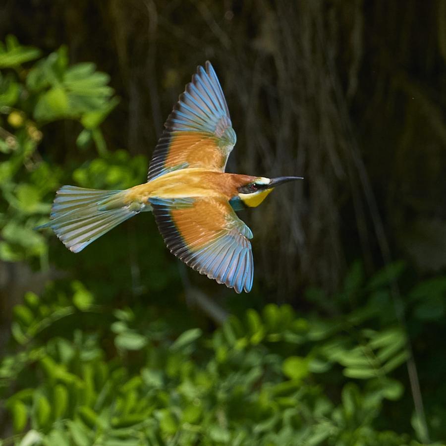 Eater (Merops Apiaster)