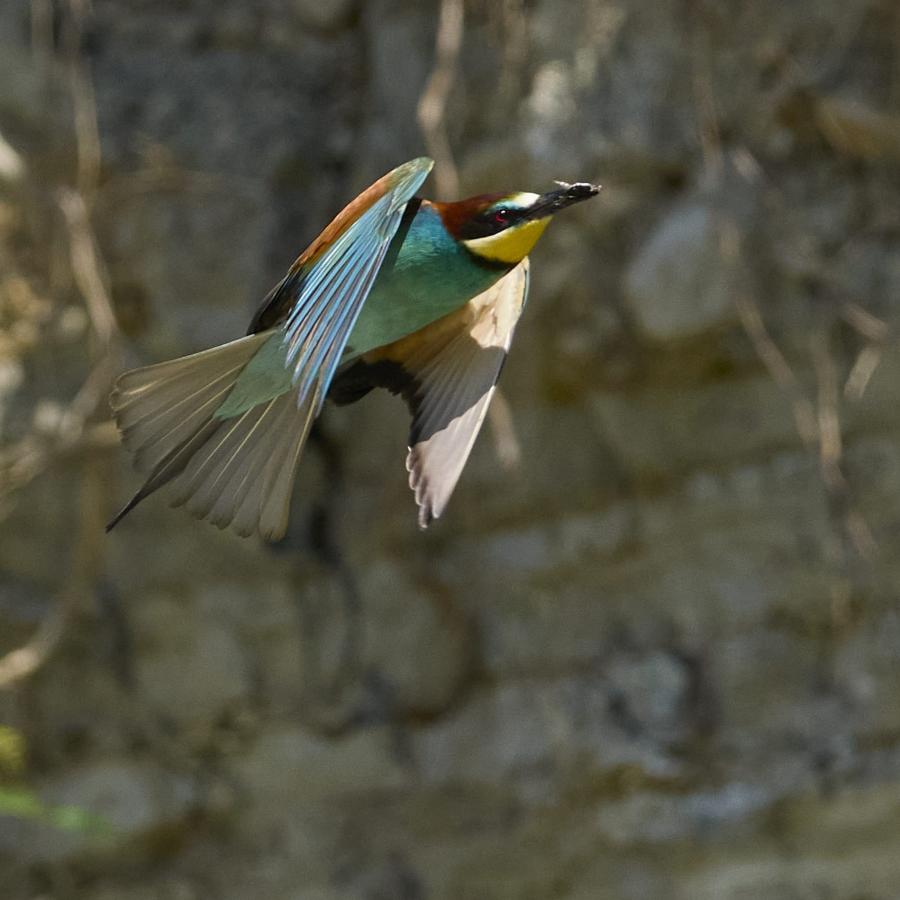 Eater (Merops Apiaster)