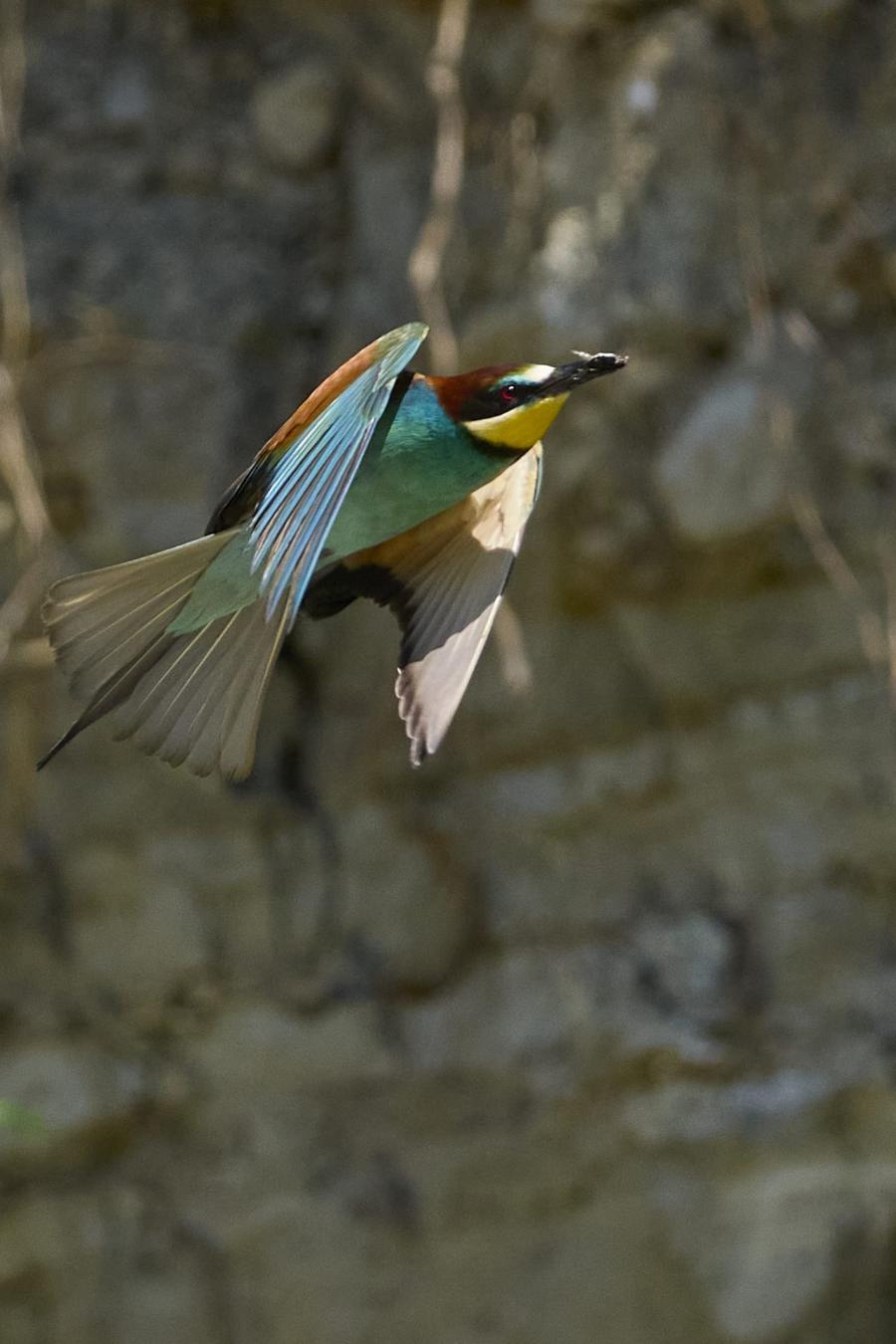 Eater (Merops Apiaster)