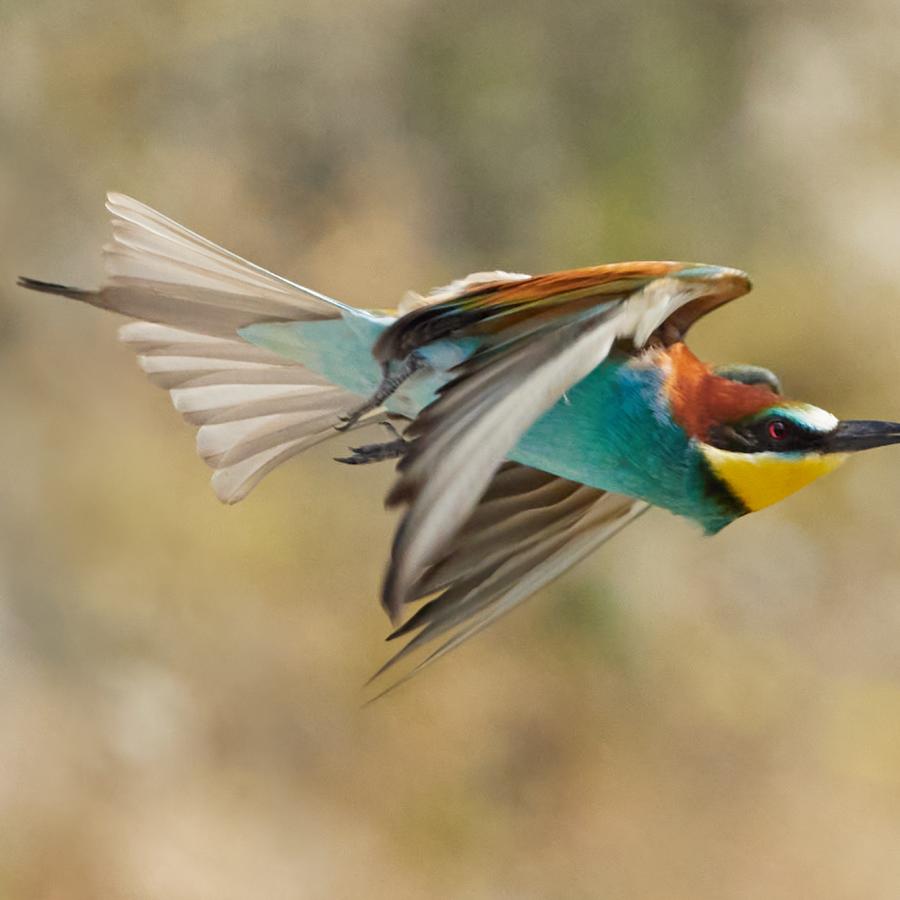 Eater (Merops Apiaster)