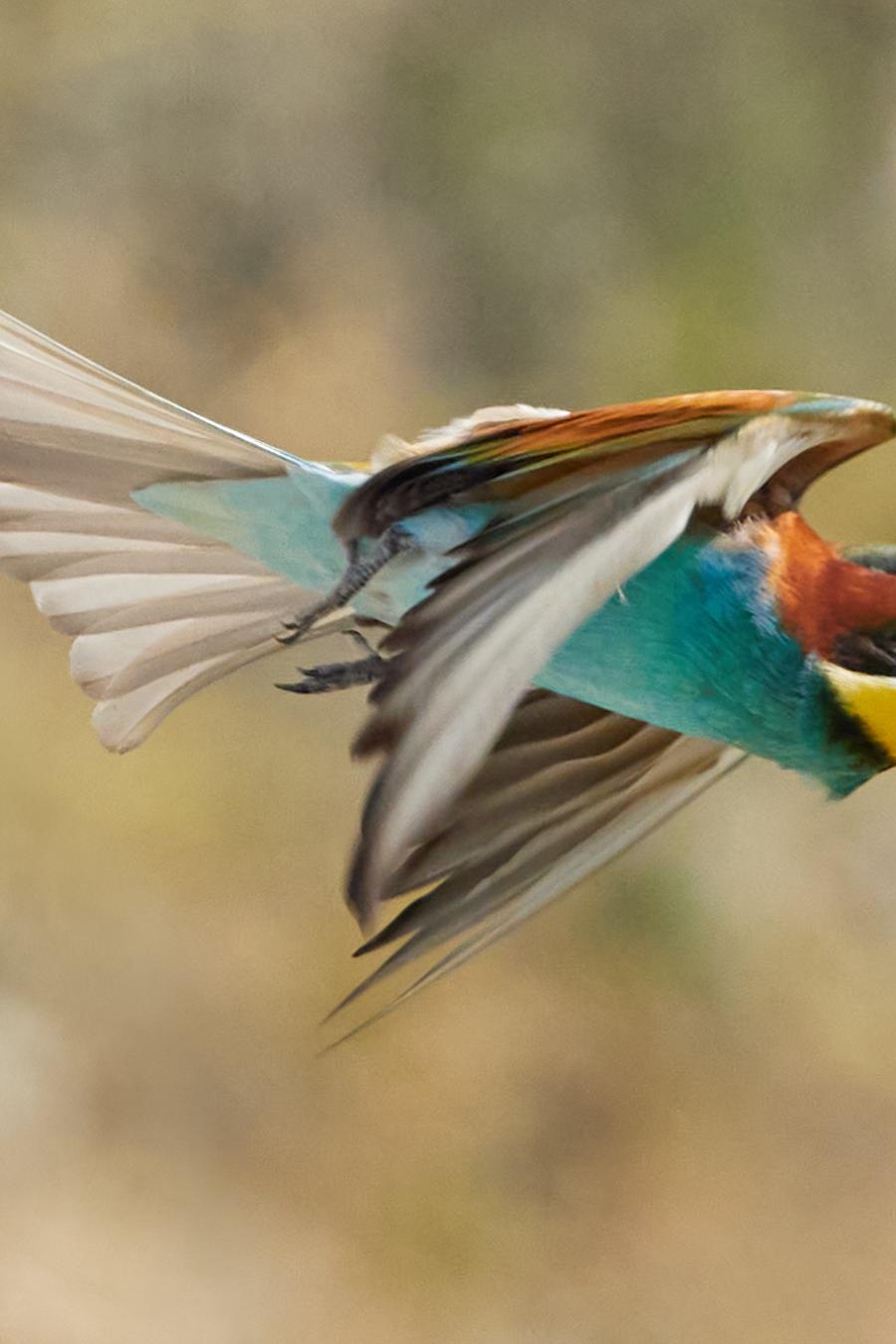 Eater (Merops Apiaster)