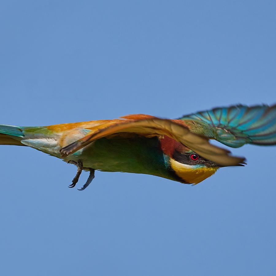 Eater (Merops Apiaster)