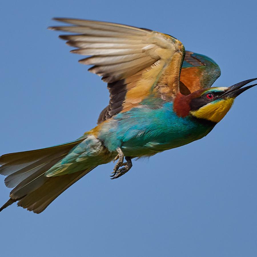Eater (Merops Apiaster)