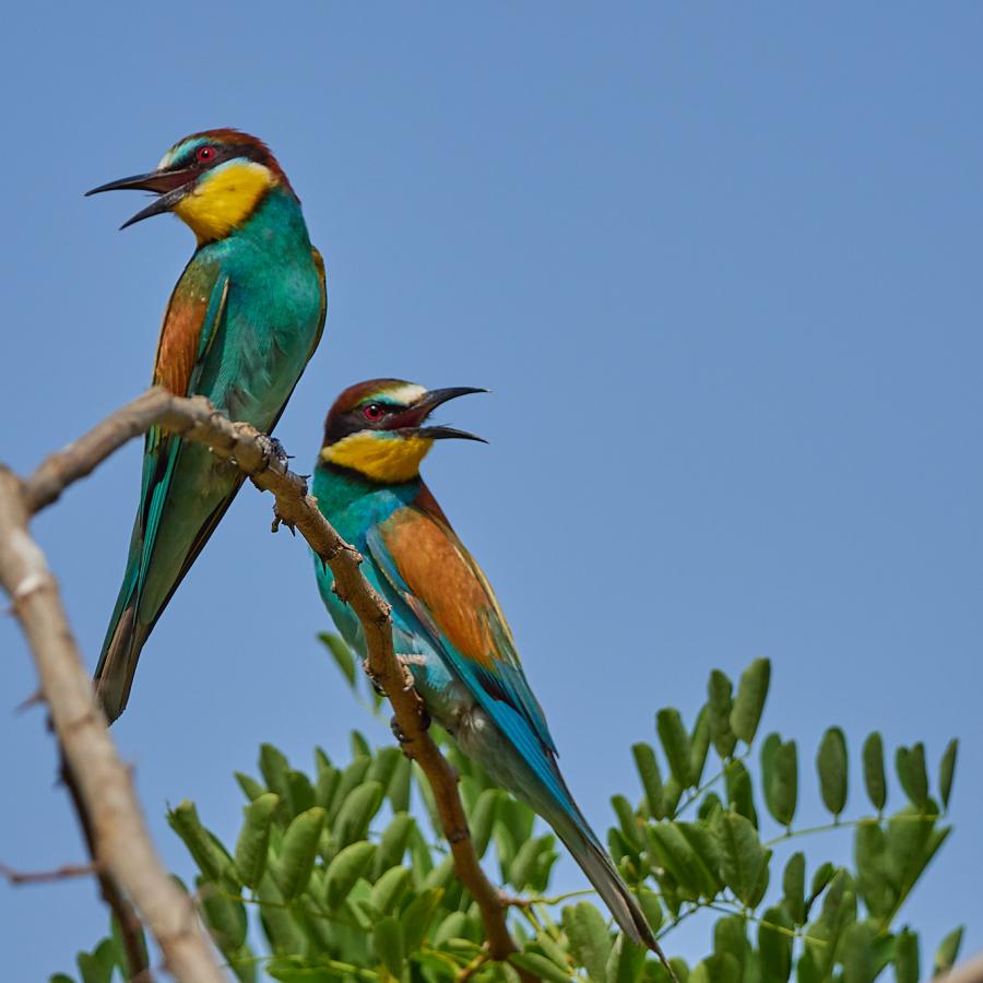 Eater (Merops Apiaster)