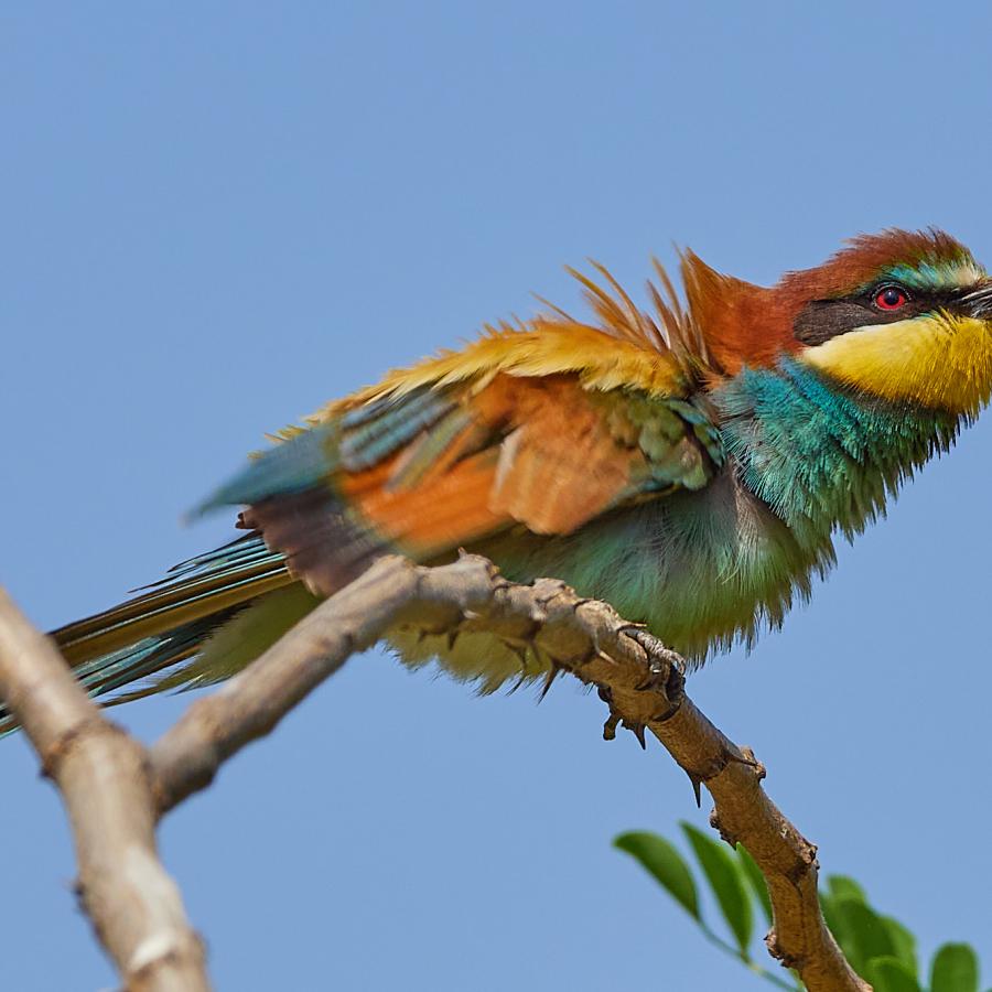 Eater (Merops Apiaster)