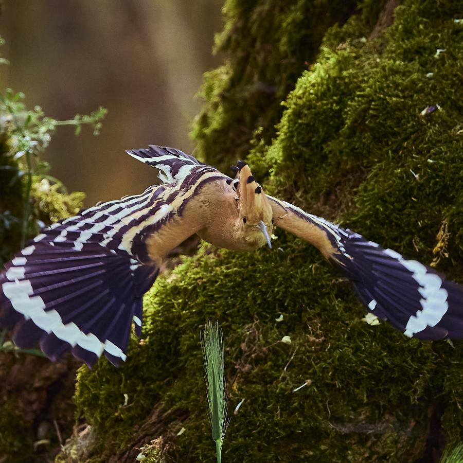 Eurasian hoopoe (upupa epops)