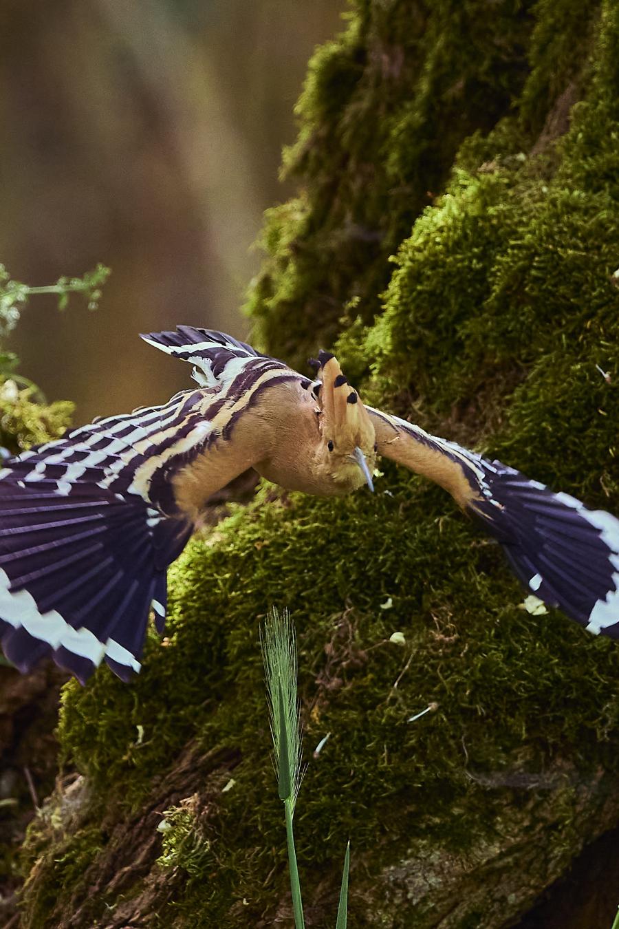 Eurasian hoopoe (upupa epops)