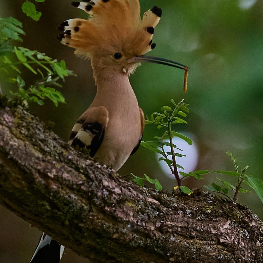 Eurasian hoopoe (upupa epops)