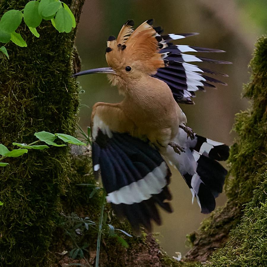 Eurasian hoopoe (upupa epops)