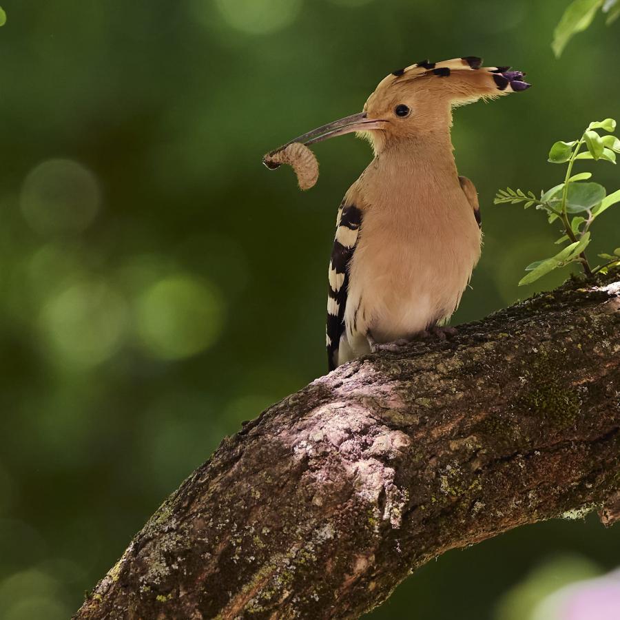 Eurasian hoopoe (upupa epops)