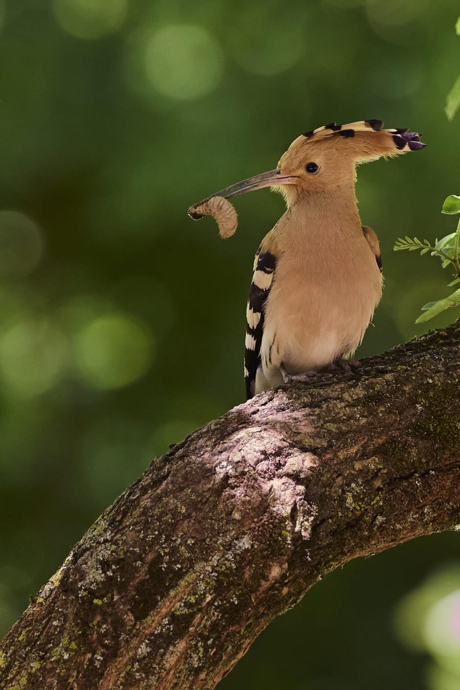 Eurasian hoopoe (upupa epops)