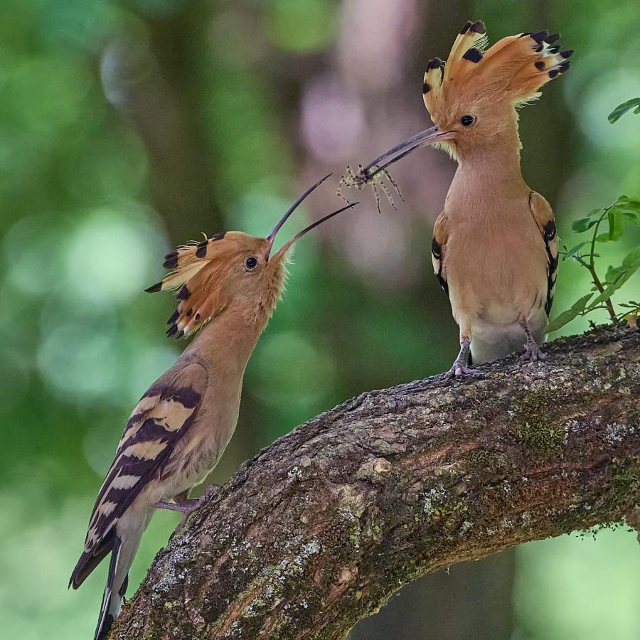 Eurasian hoopoe (upupa epops)