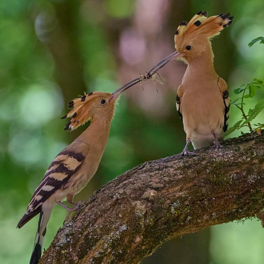 Eurasian hoopoe (upupa epops)