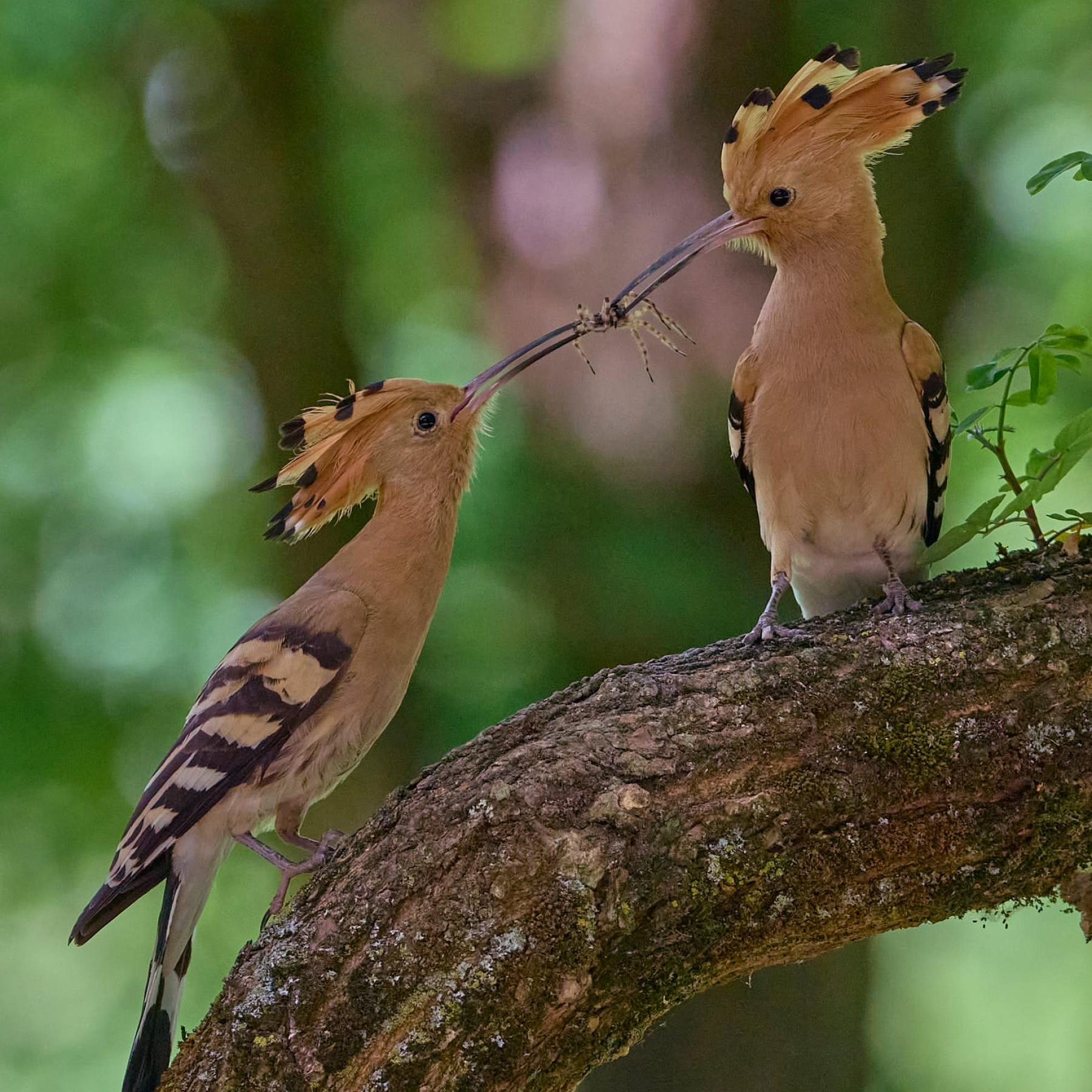 Eurasian hoopoe (upupa epops)