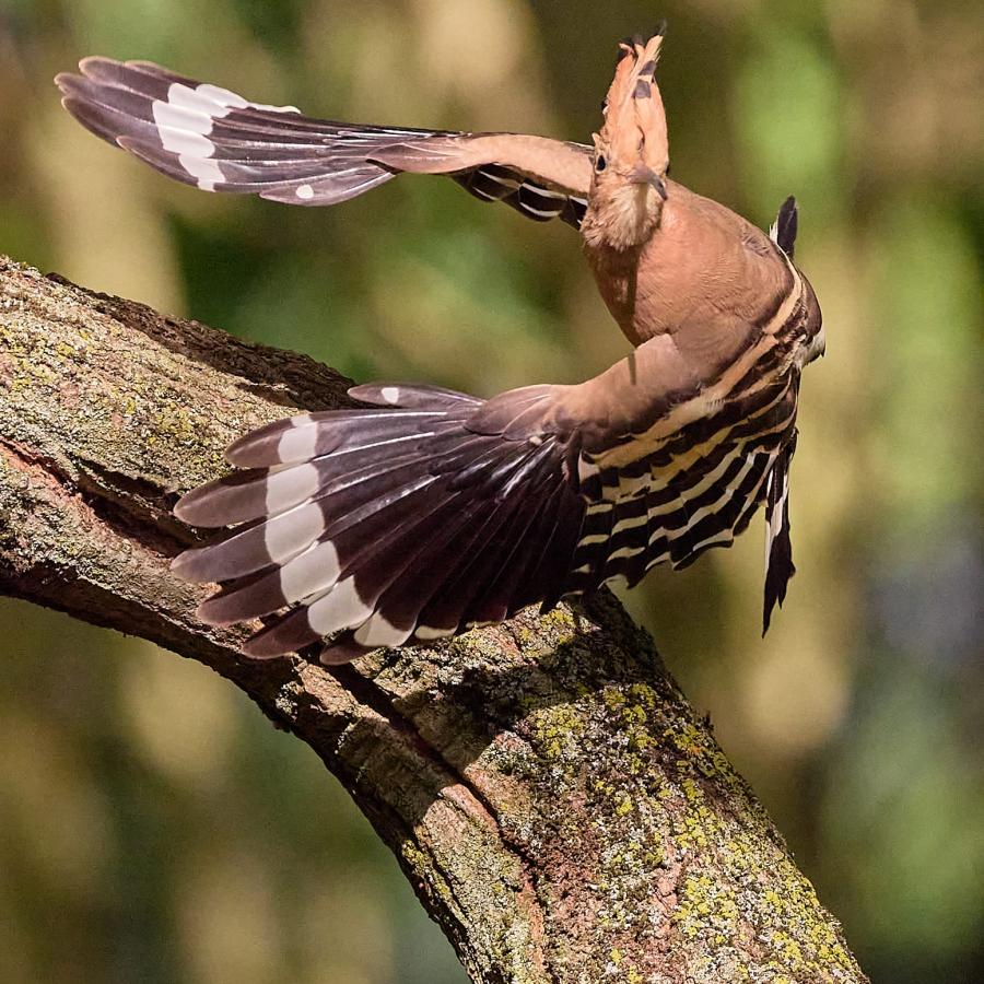 Eurasian hoopoe (upupa epops)