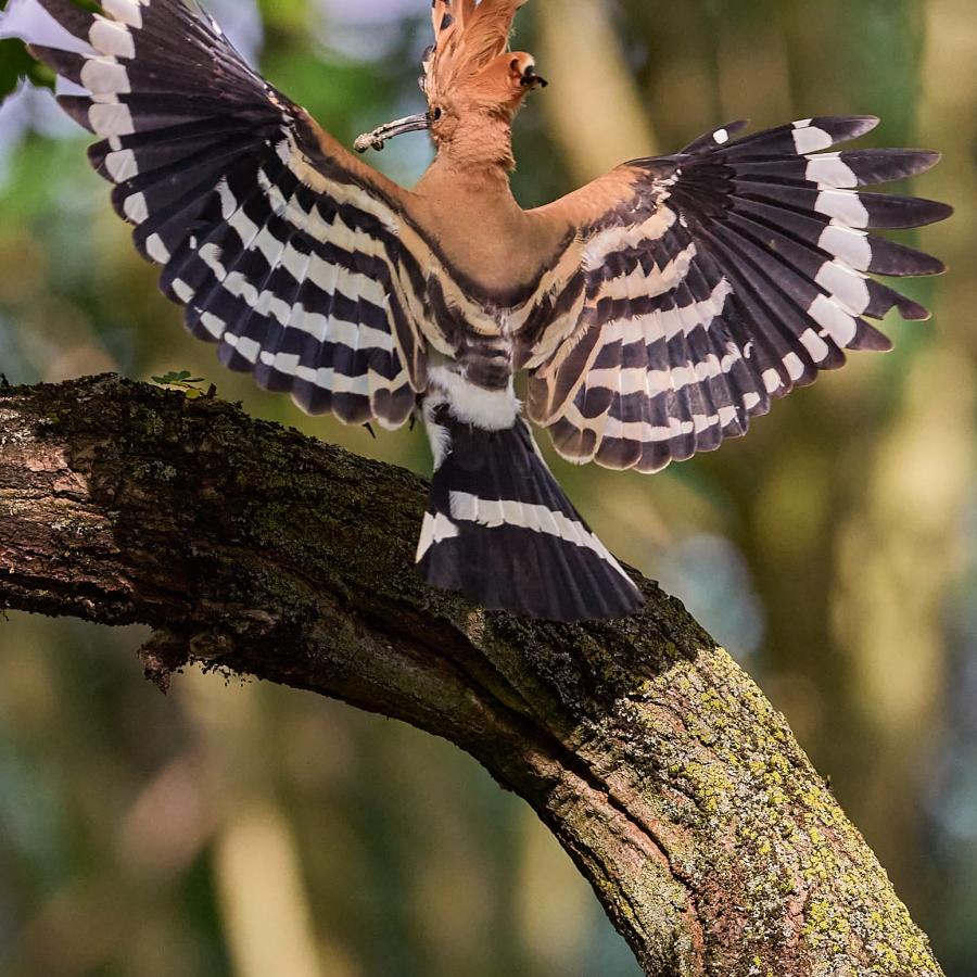 Eurasian hoopoe (upupa epops)